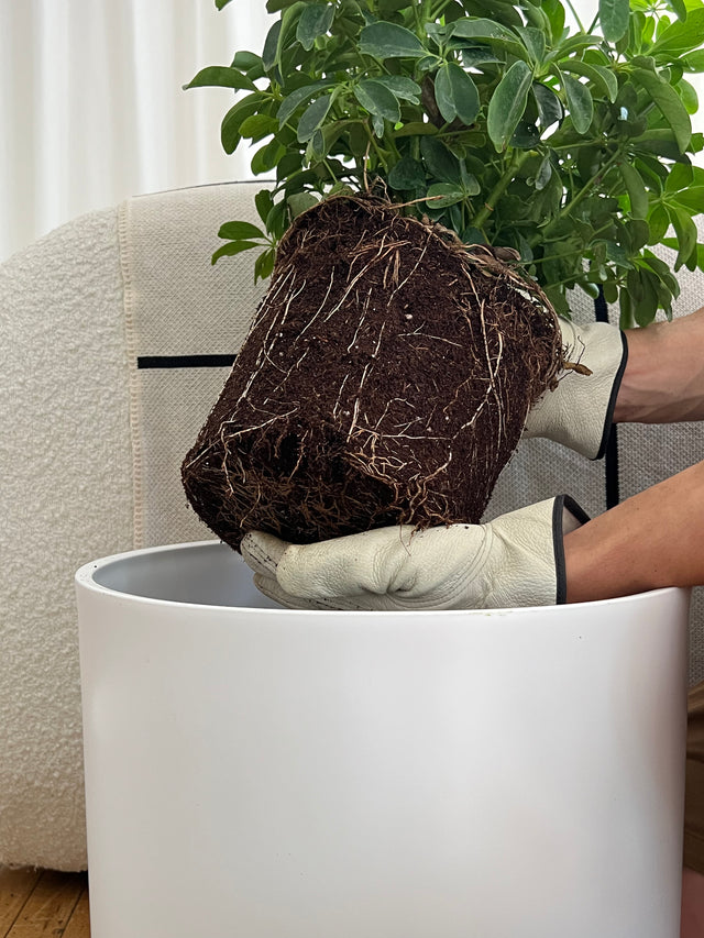 plant parent 101: new plants & repotting