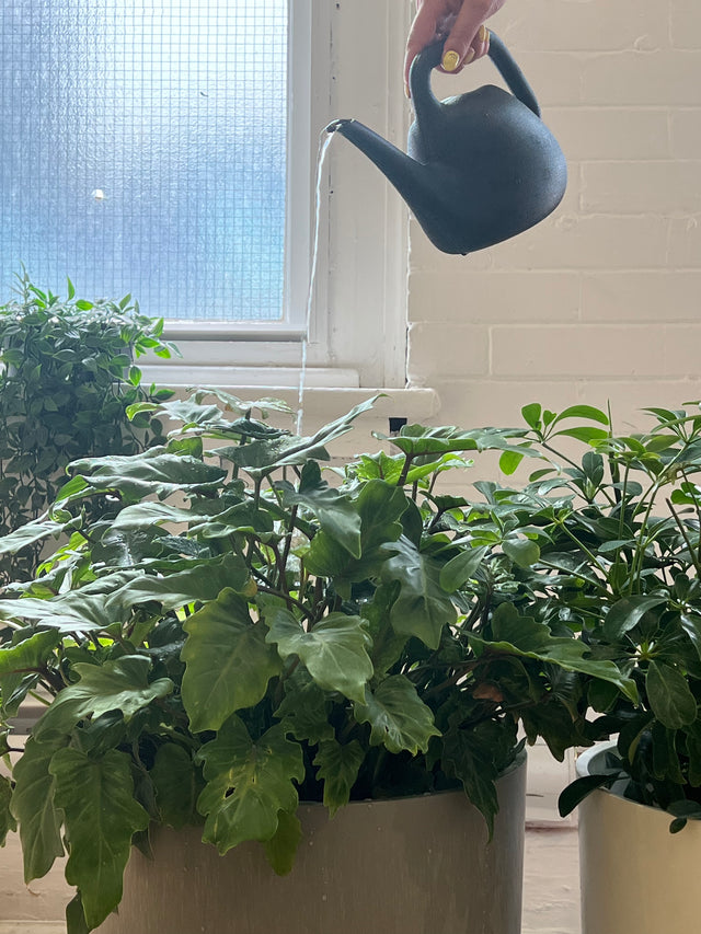 plant parent 101: watering