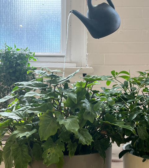 plant parent 101: watering