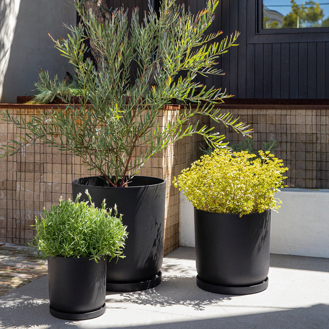 mason kona planter trio