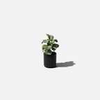 column planter