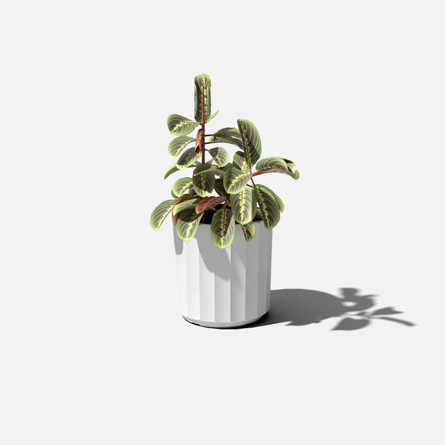 column planter