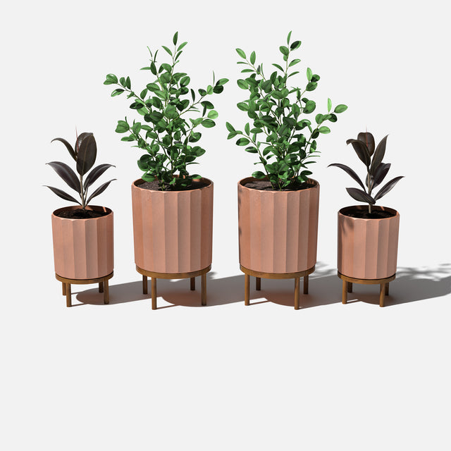 column raised duo