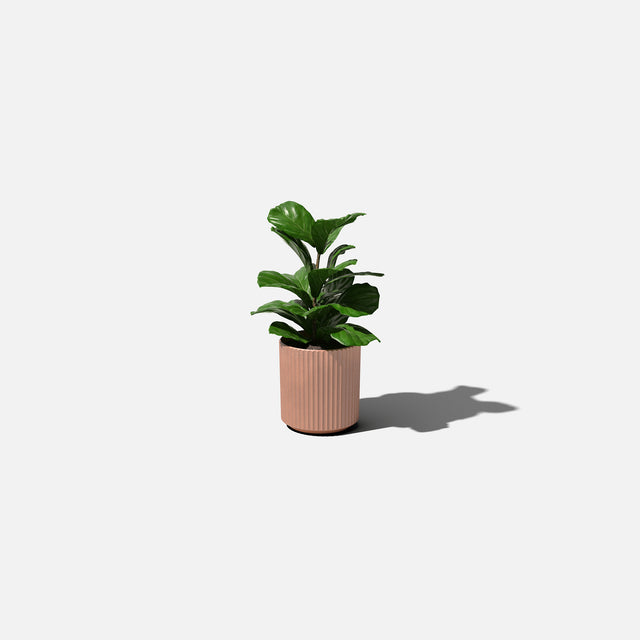 demi planter