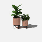 demi raised duo
