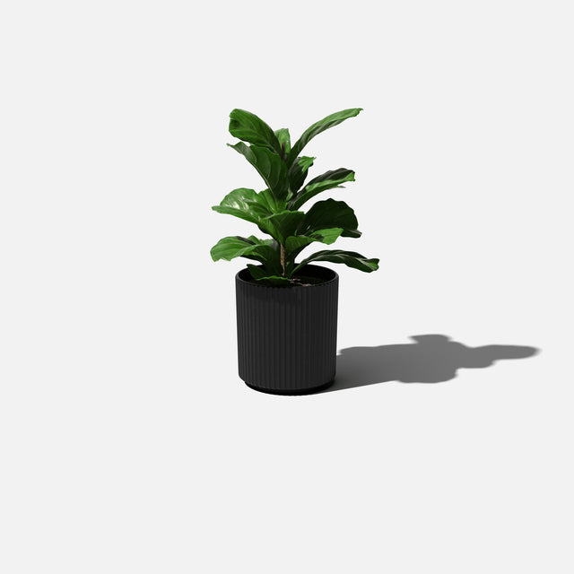 demi planter